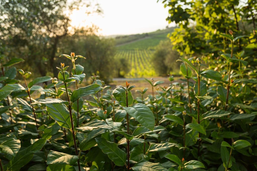 Tenuta Di Monaciano Ponte A Bozzone المظهر الخارجي الصورة